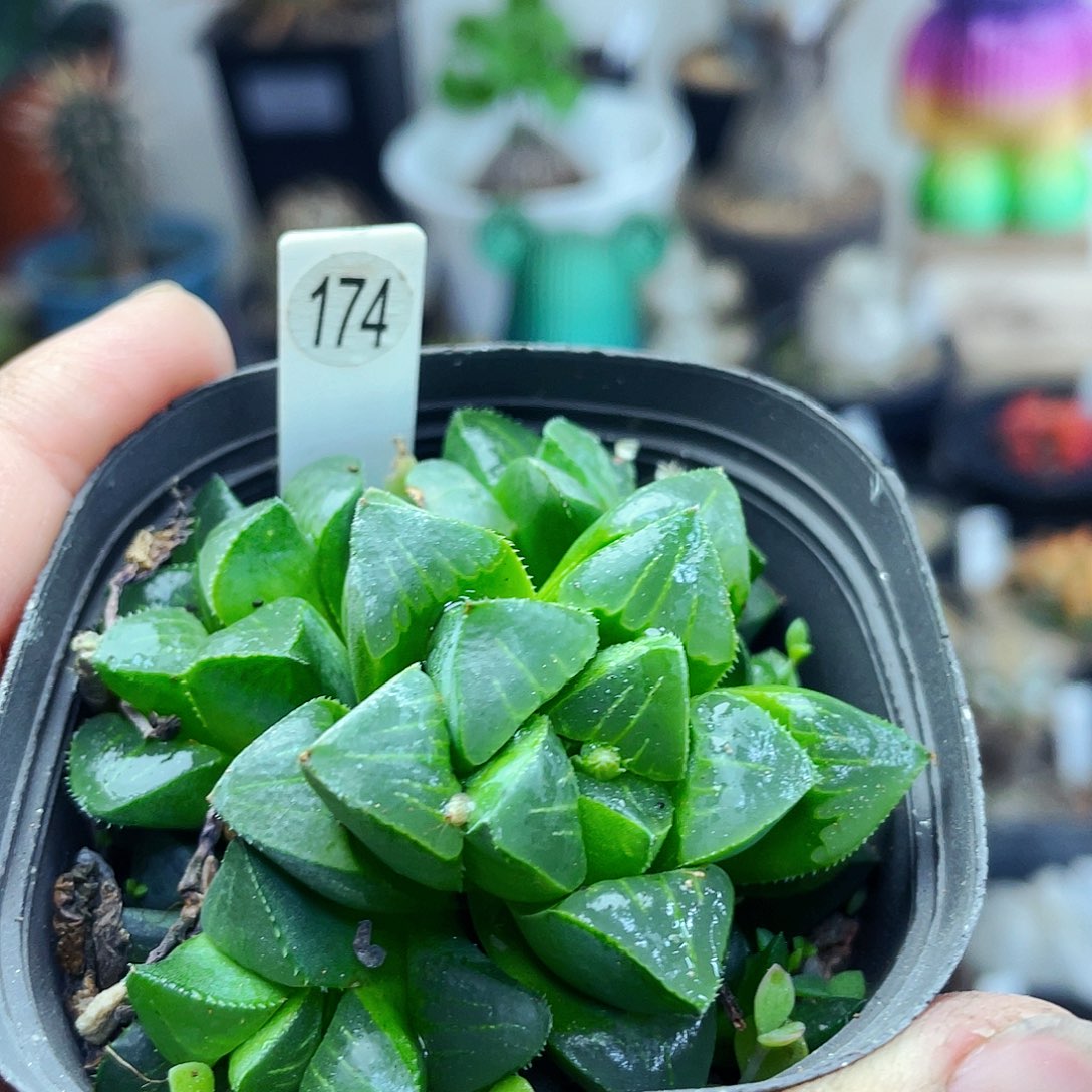 非偏远地区满25包邮仙人球