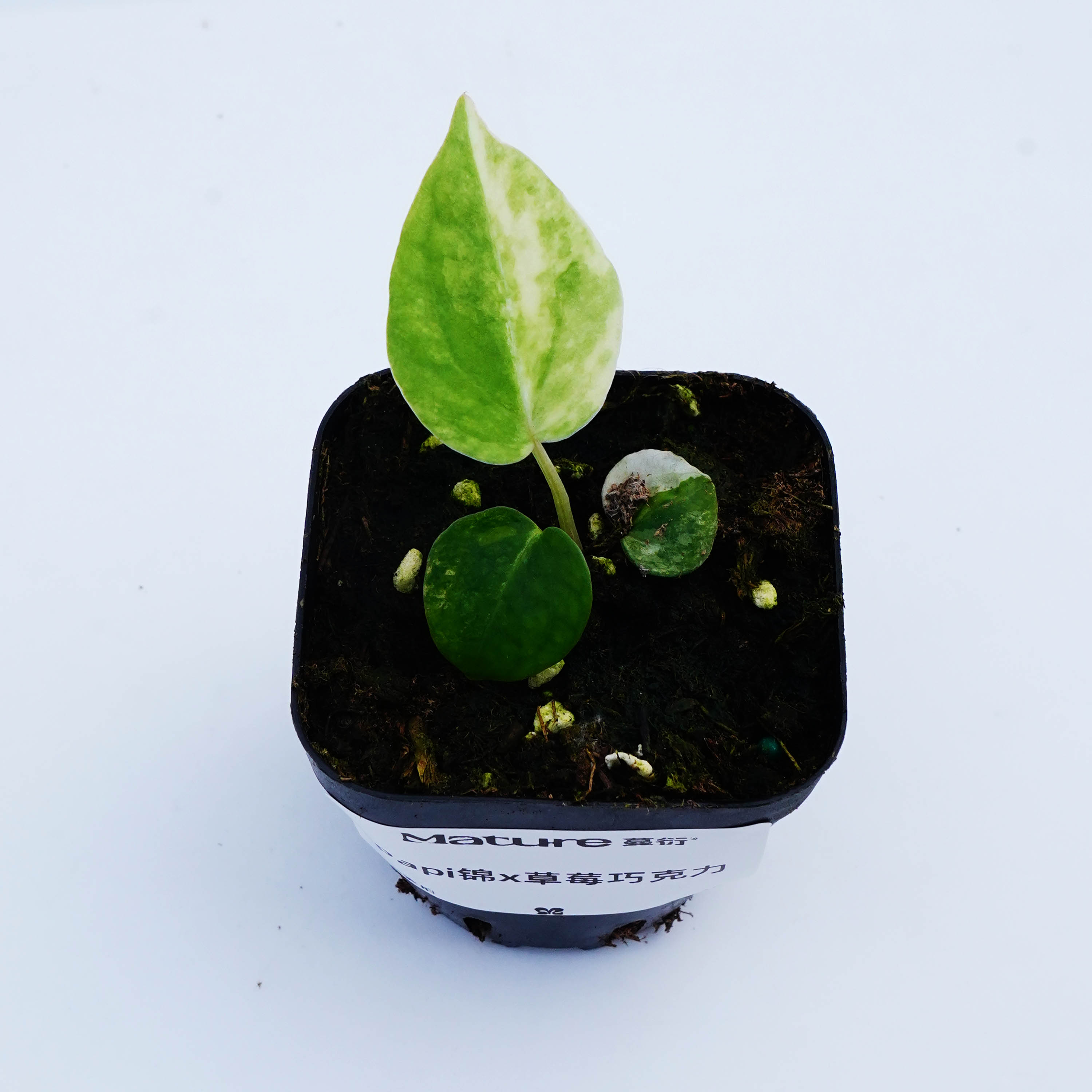 3号 Papi锦x草莓巧克力