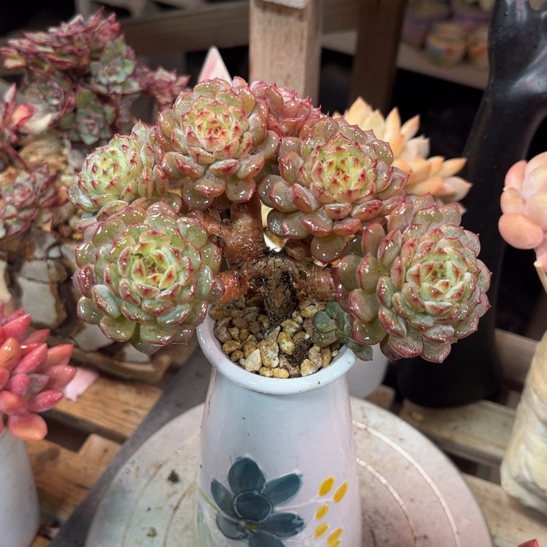 白胖子朵朵缀多肉植物duodenv