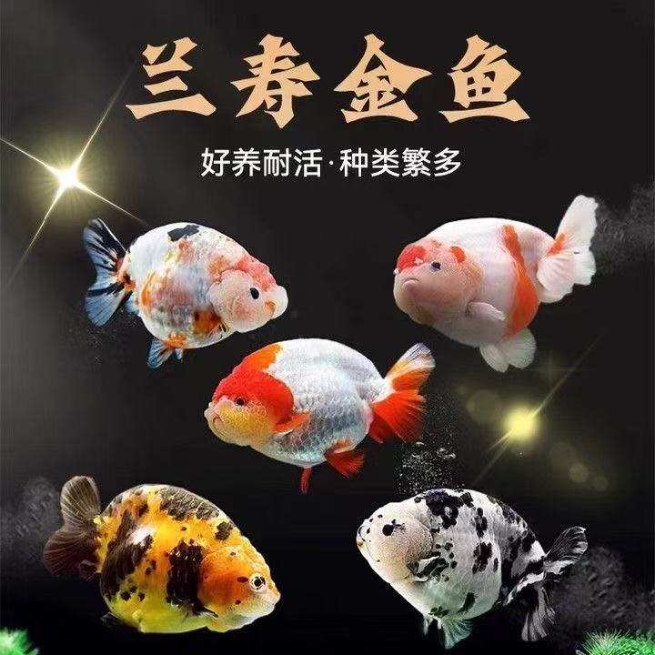 特价买一送一兰寿观赏鱼活体冷水淡水鱼好养耐活可爱观赏宠物鱼