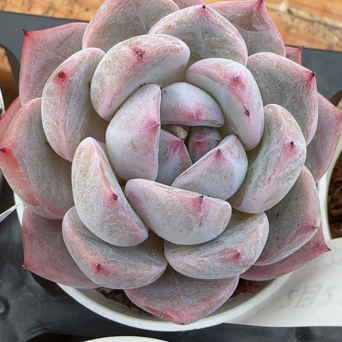 花语逸境0221-359