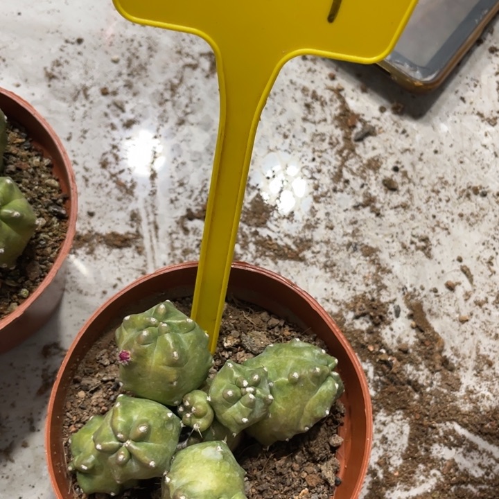 橙桃多头新品一物一拍144