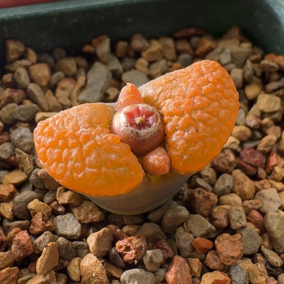 A***l云缦精品番杏18.10蘑菇芸系列超蛋