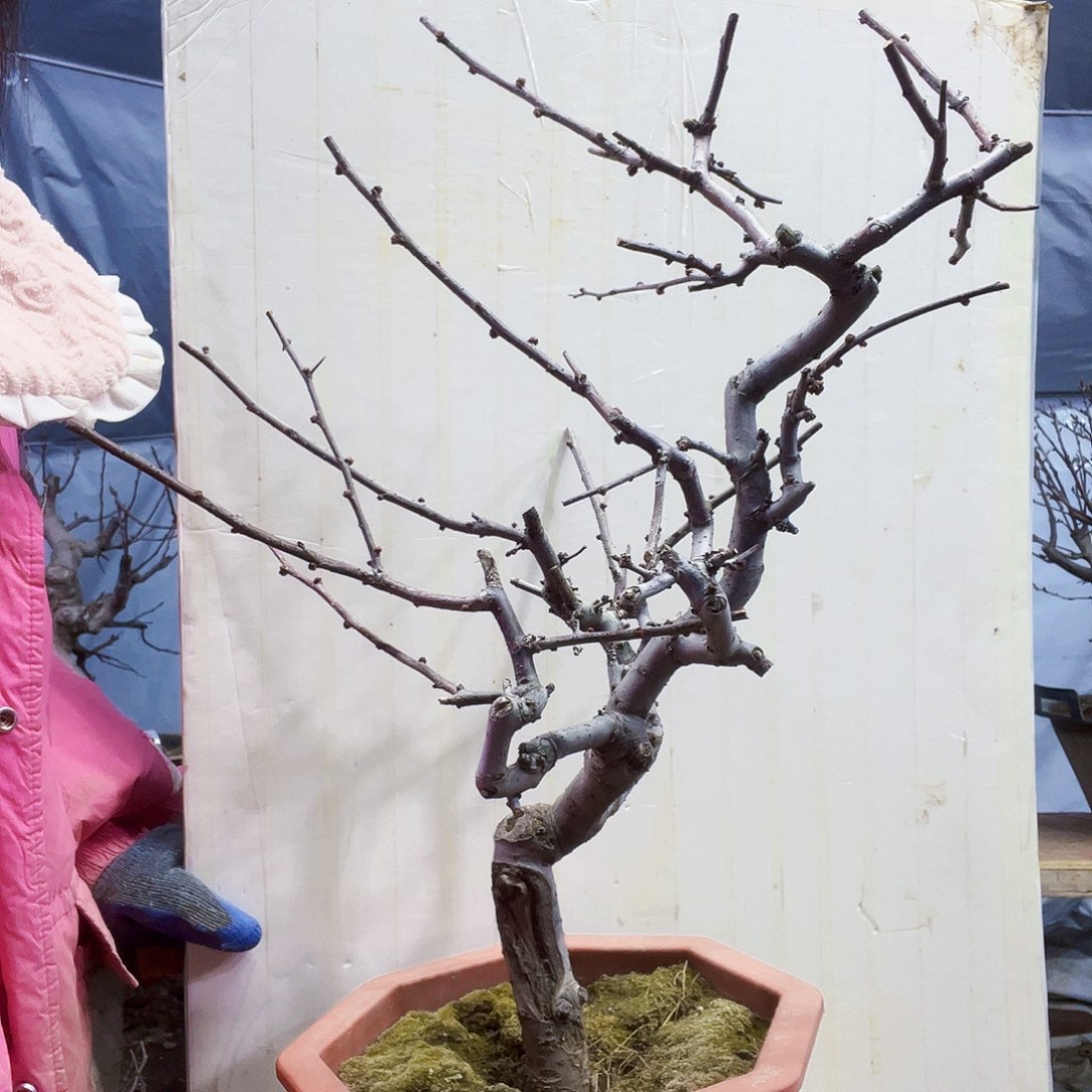 一*海棠盆景一物一拍