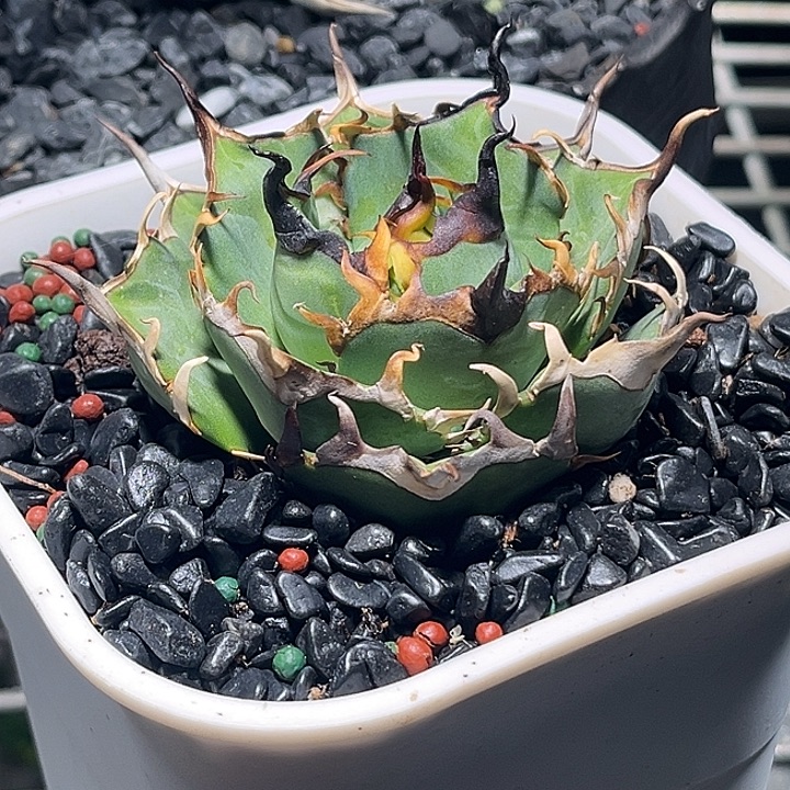 龙舌兰仁王冠黑帝斯