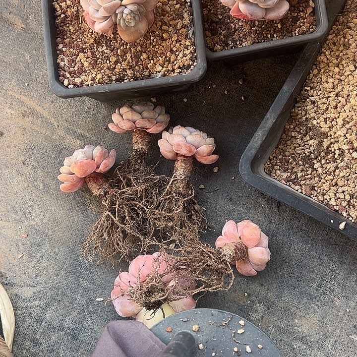 ****夏7个橙梦露脱土发货的00000