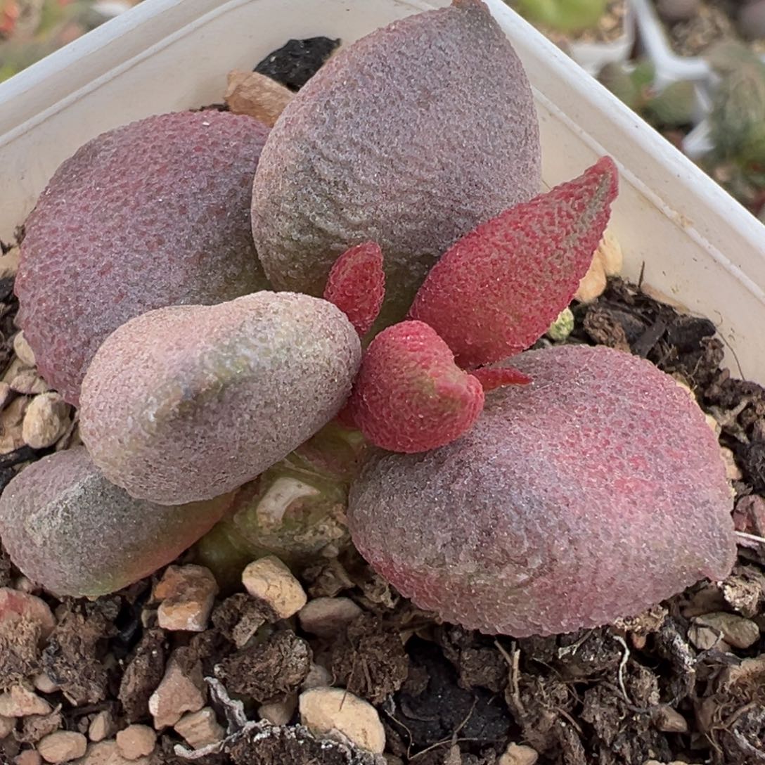 实生新品多肉植物水泡多肉植物