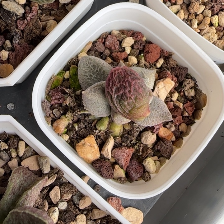 雍***清醉心水泡多肉植物