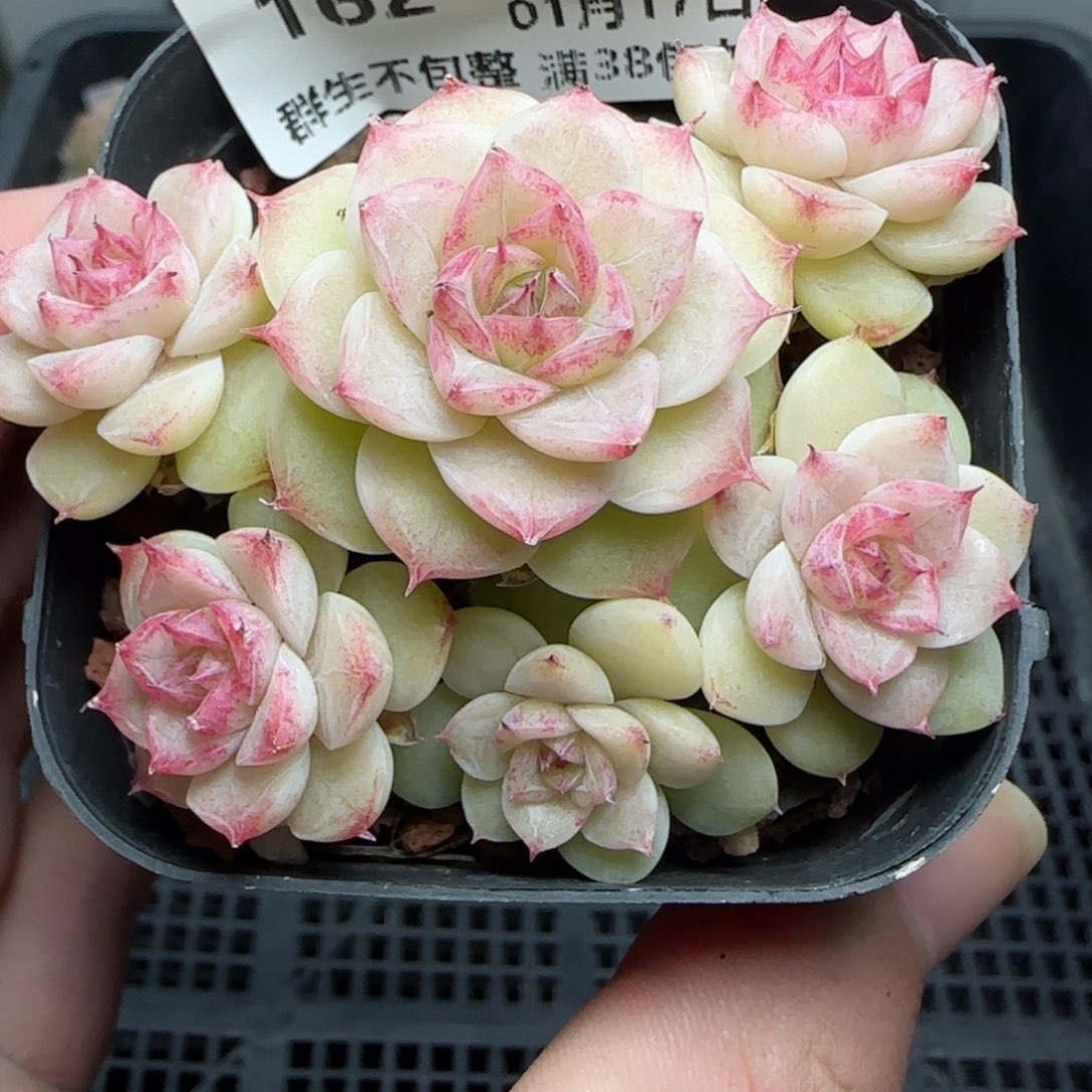 0117-162花朵麦秆