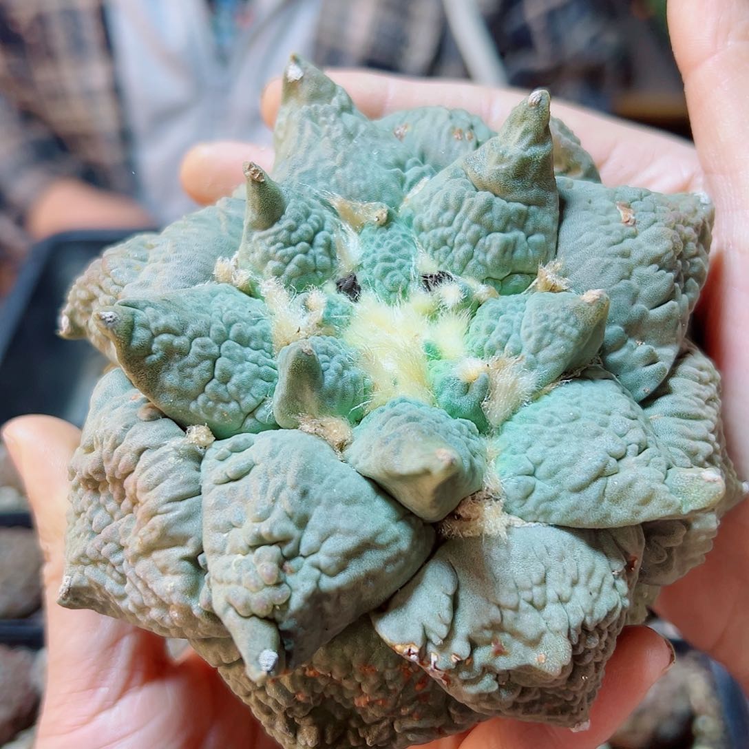 7号自根怒涛11.5公分