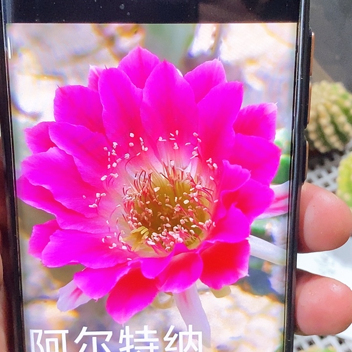 丽 阿尔特娜/侧芽歪20包邮/