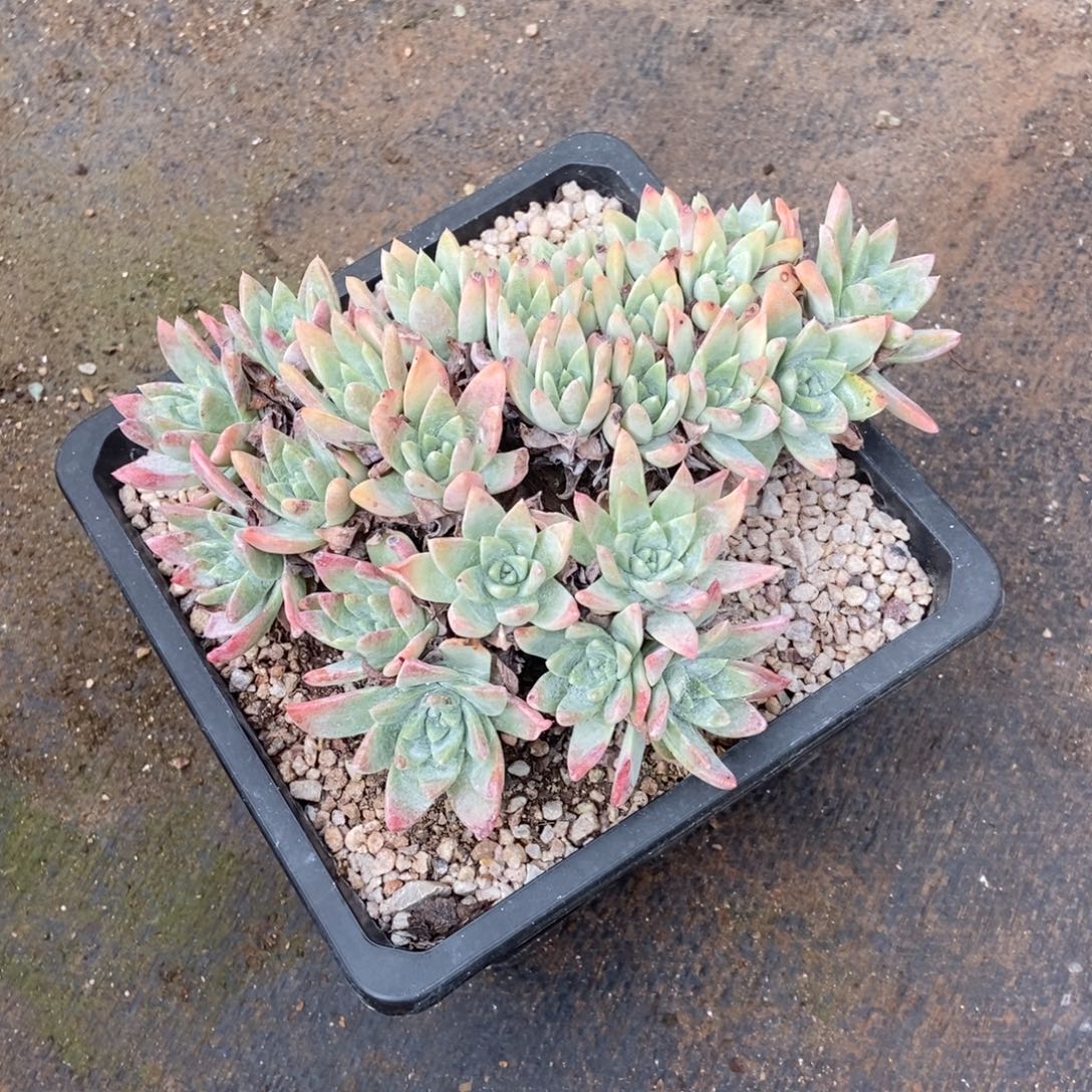 白姆多肉植物啦啦啦