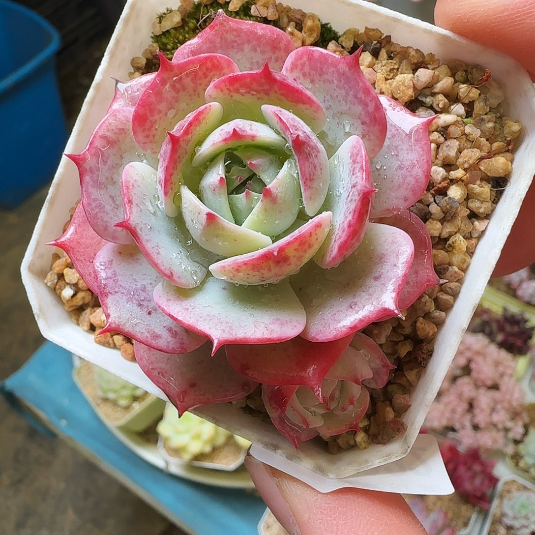 正点血斑，232，仙农出品