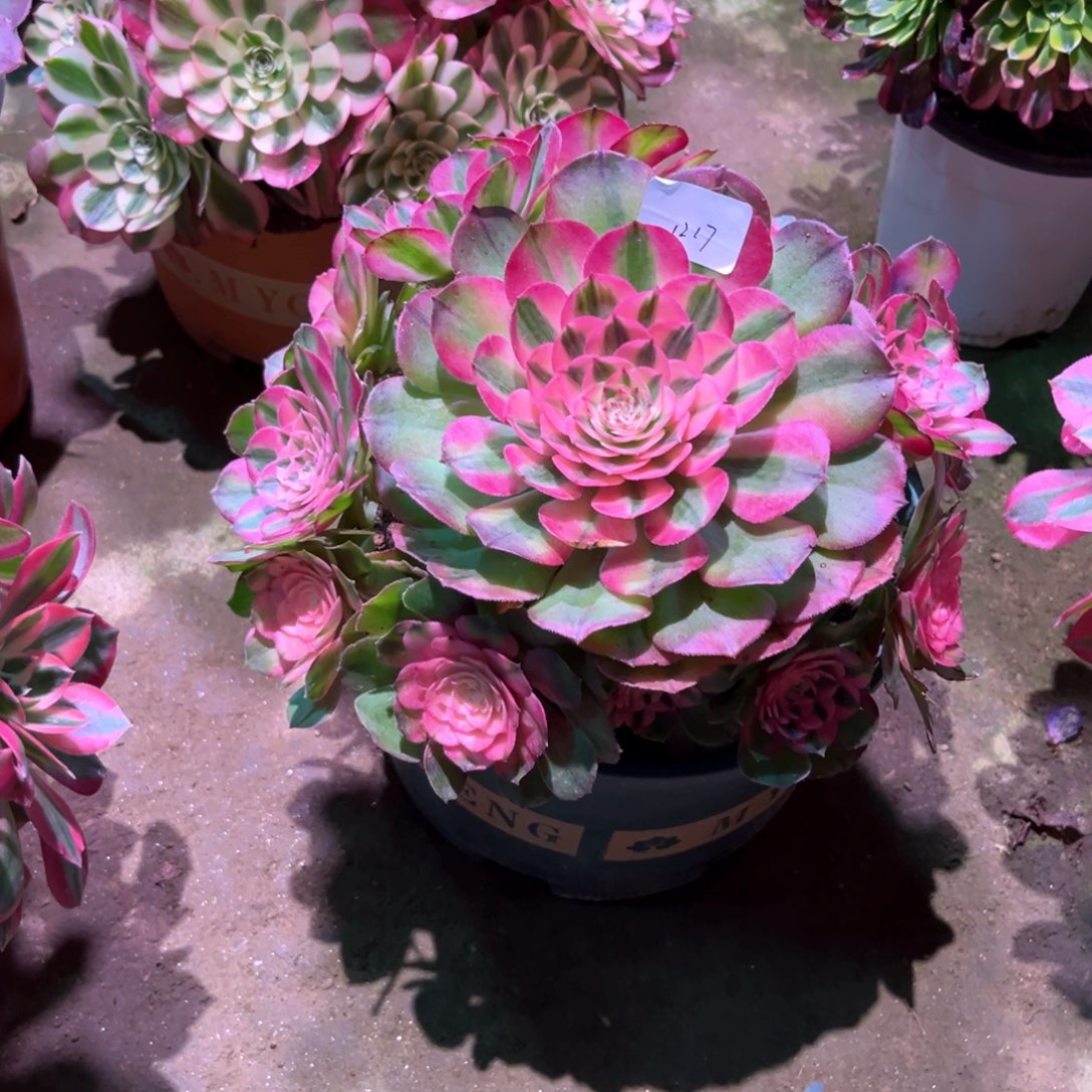 多肉植物荔枝1217