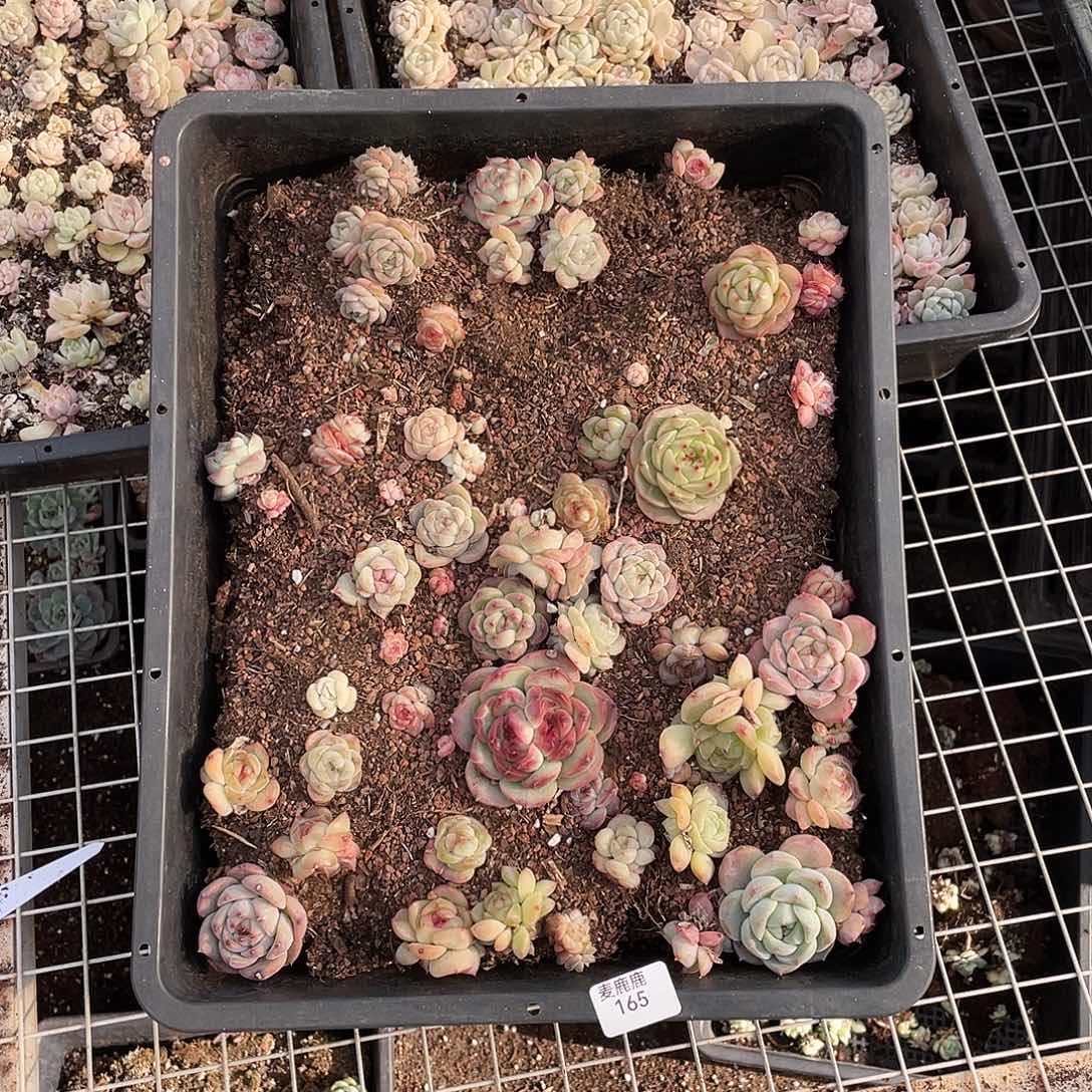 安***素165。 定。               