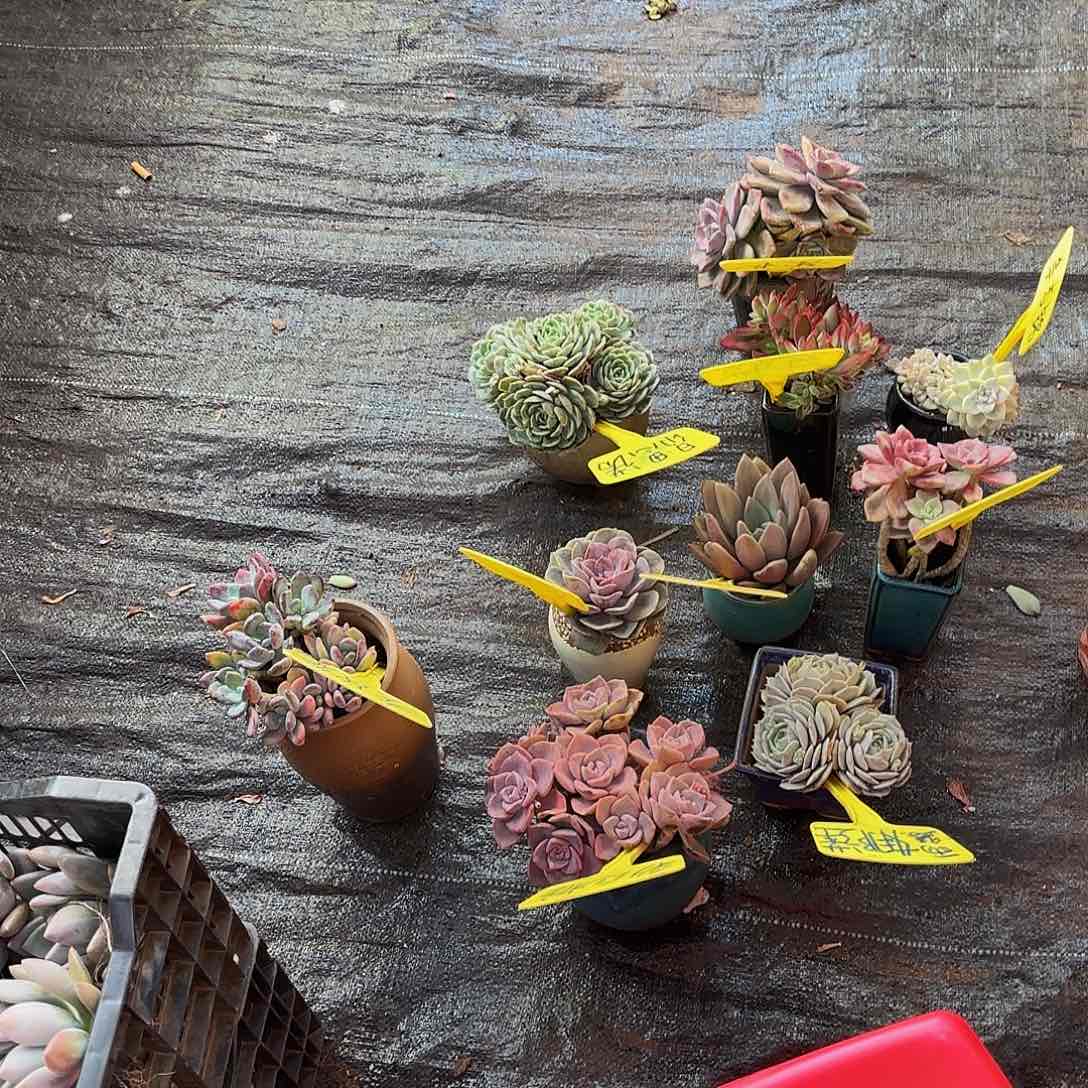 装箱肉肉 无售后