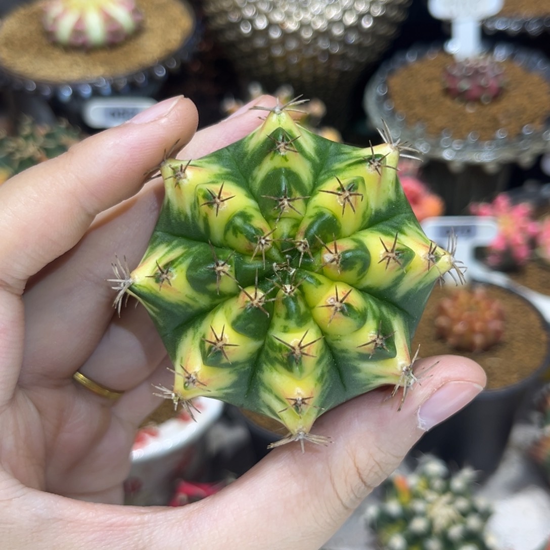 6.4cm泰系实生 裸根发货