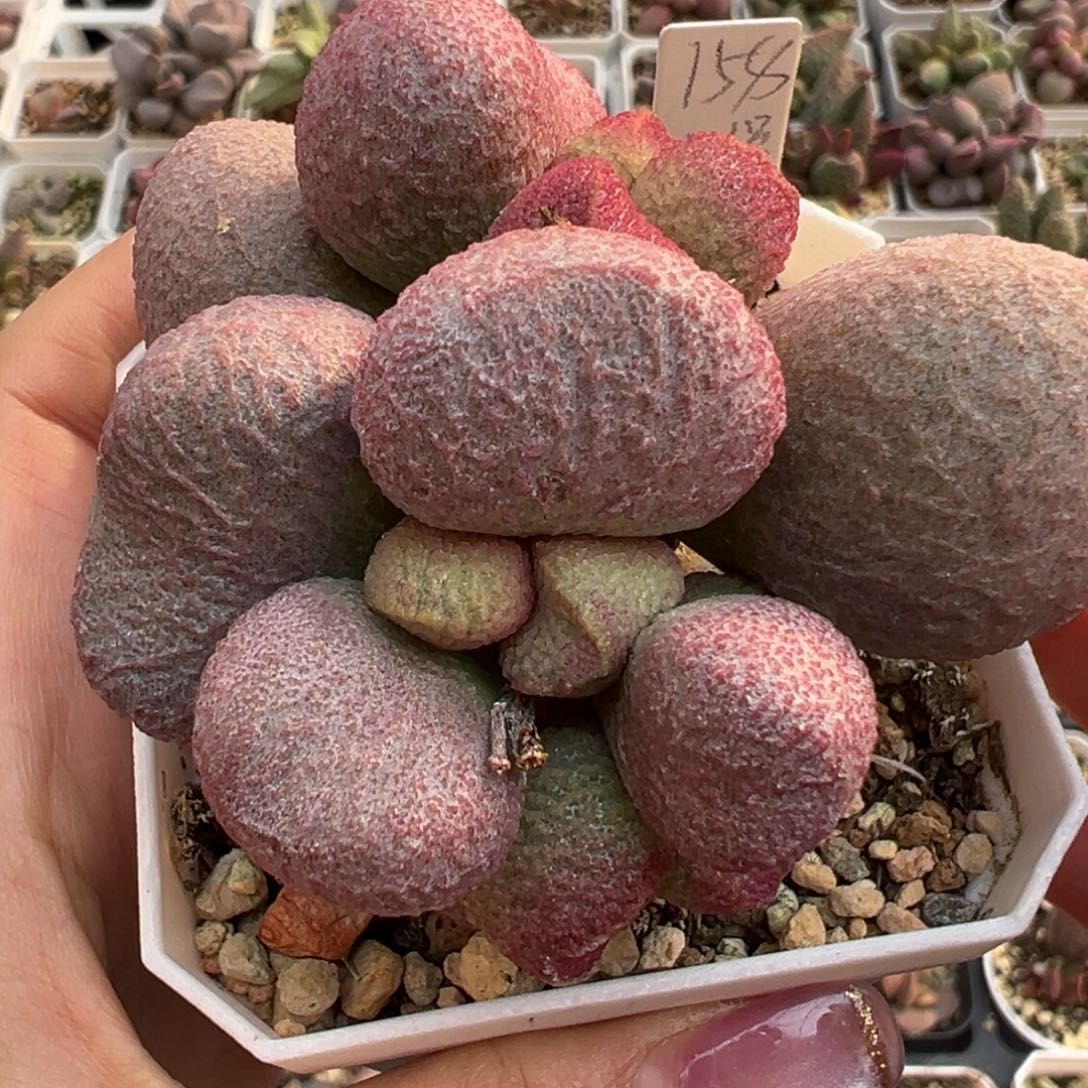 121红烧肉老桩多肉植物水泡