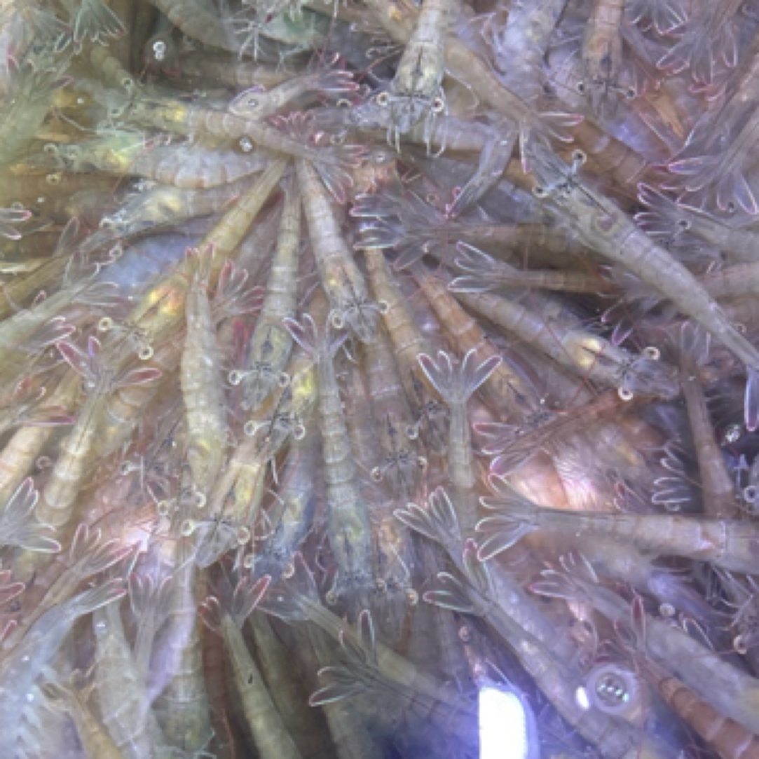 新鲜生猛活虾中虾/斤约25-30个