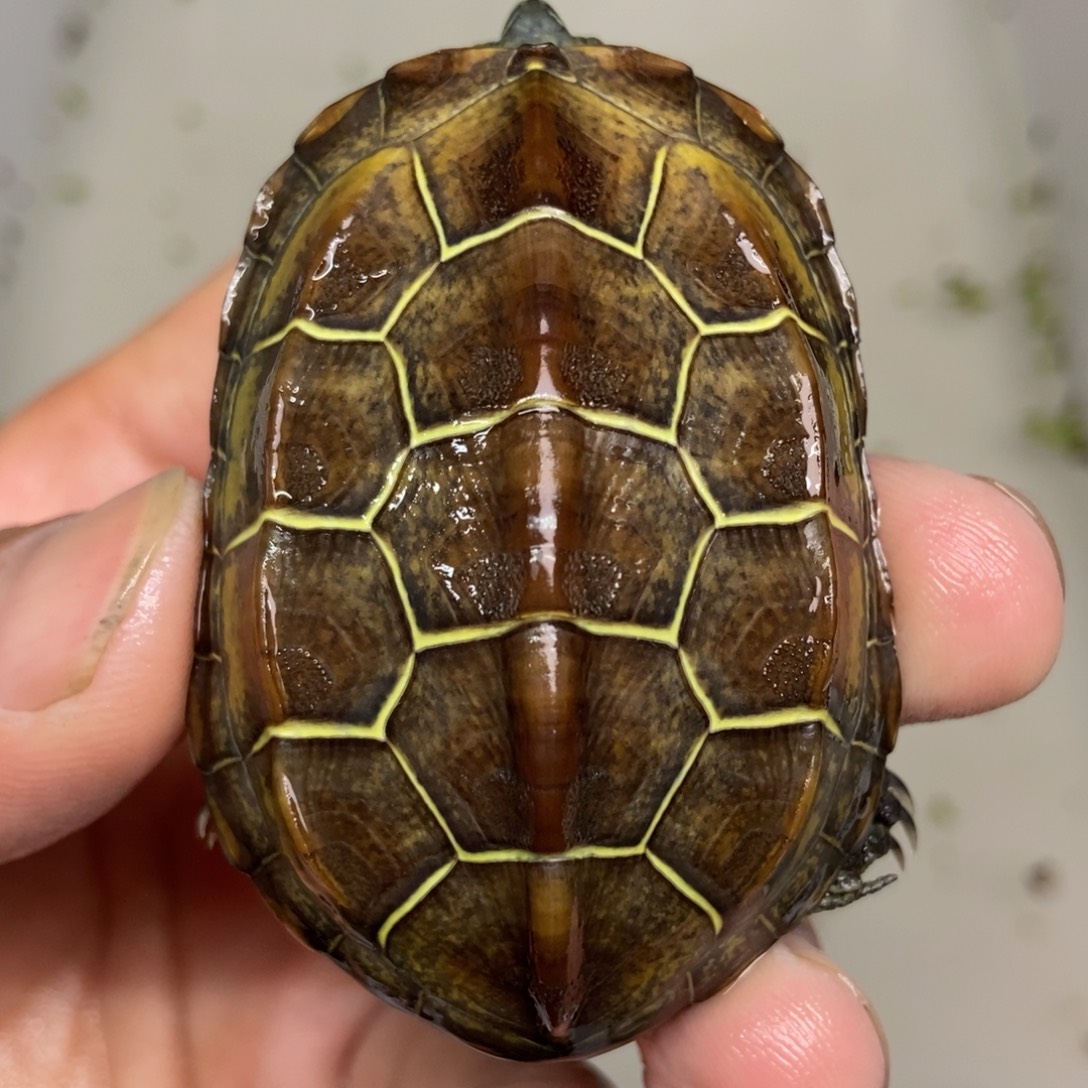 不分公母中华草龟