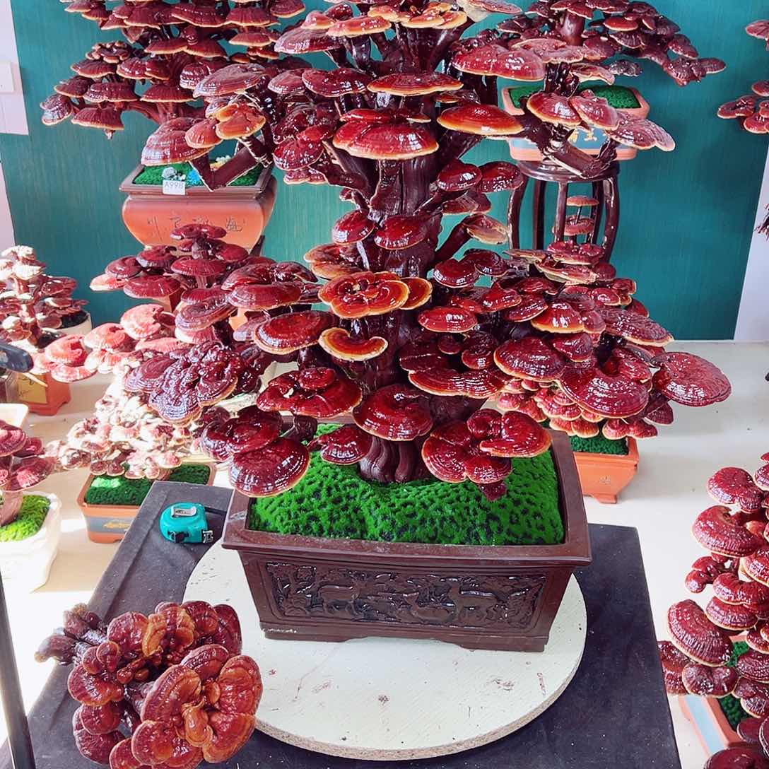 【闪购商品】无花朵