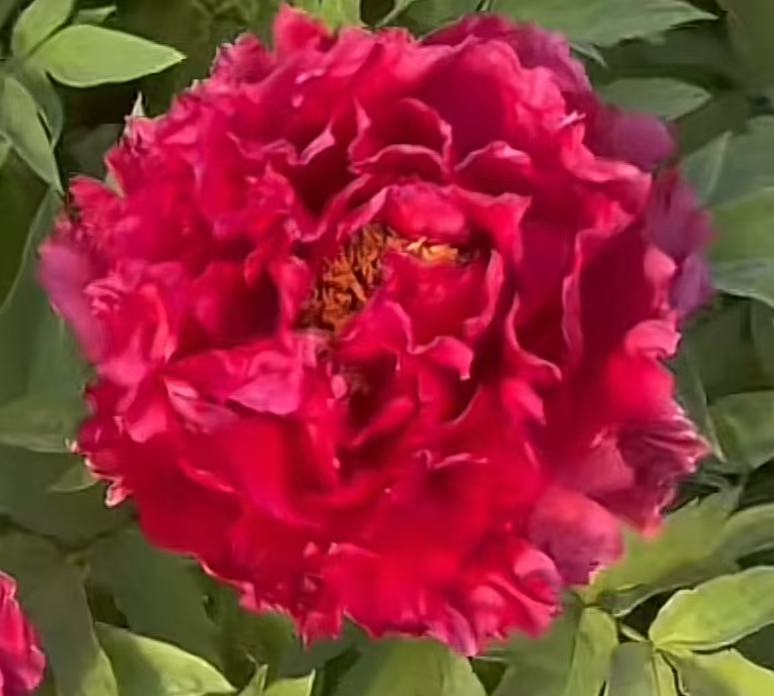 观赏牡丹【旭港】基地直发