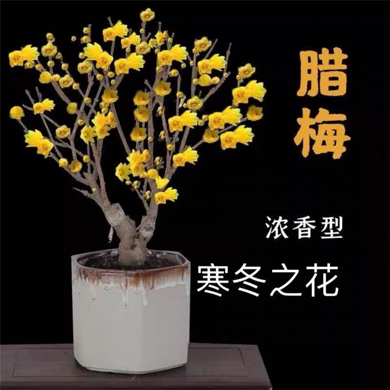 腊梅梅花盆栽地栽老桩浓香型耐寒植物冬天开花盆景庭院花卉带花苞