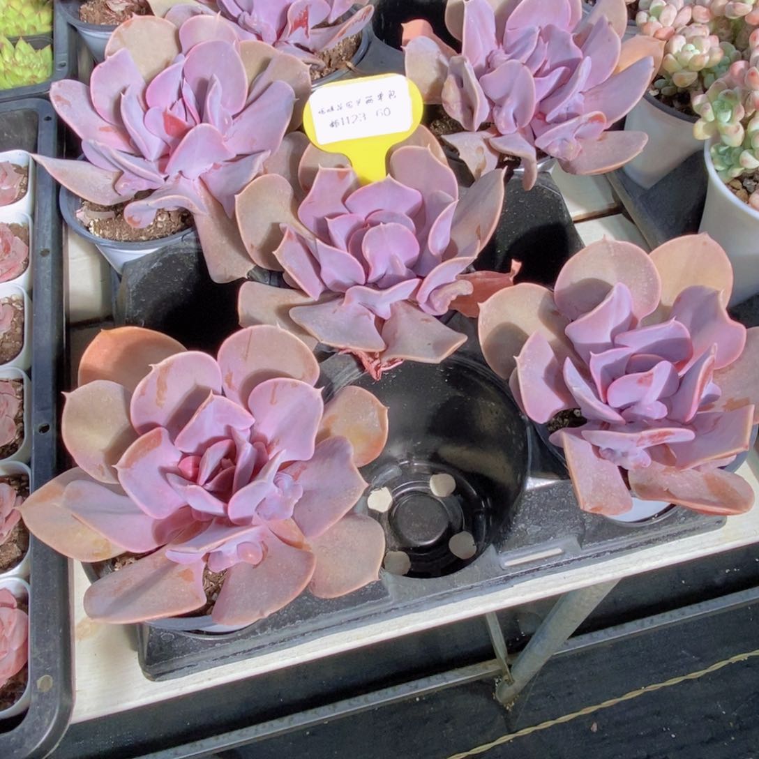 1123-60-精品母本老桩蓝色惊喜单头一个