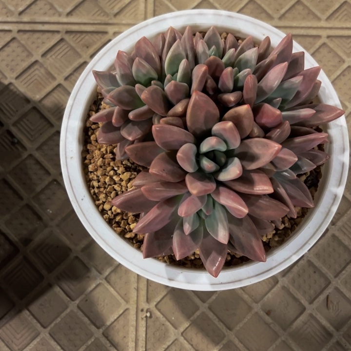 孔***屏桃花源自然群孔雀开屏专拍