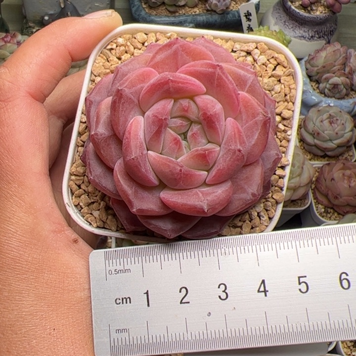 022 多肉植物组合盆栽