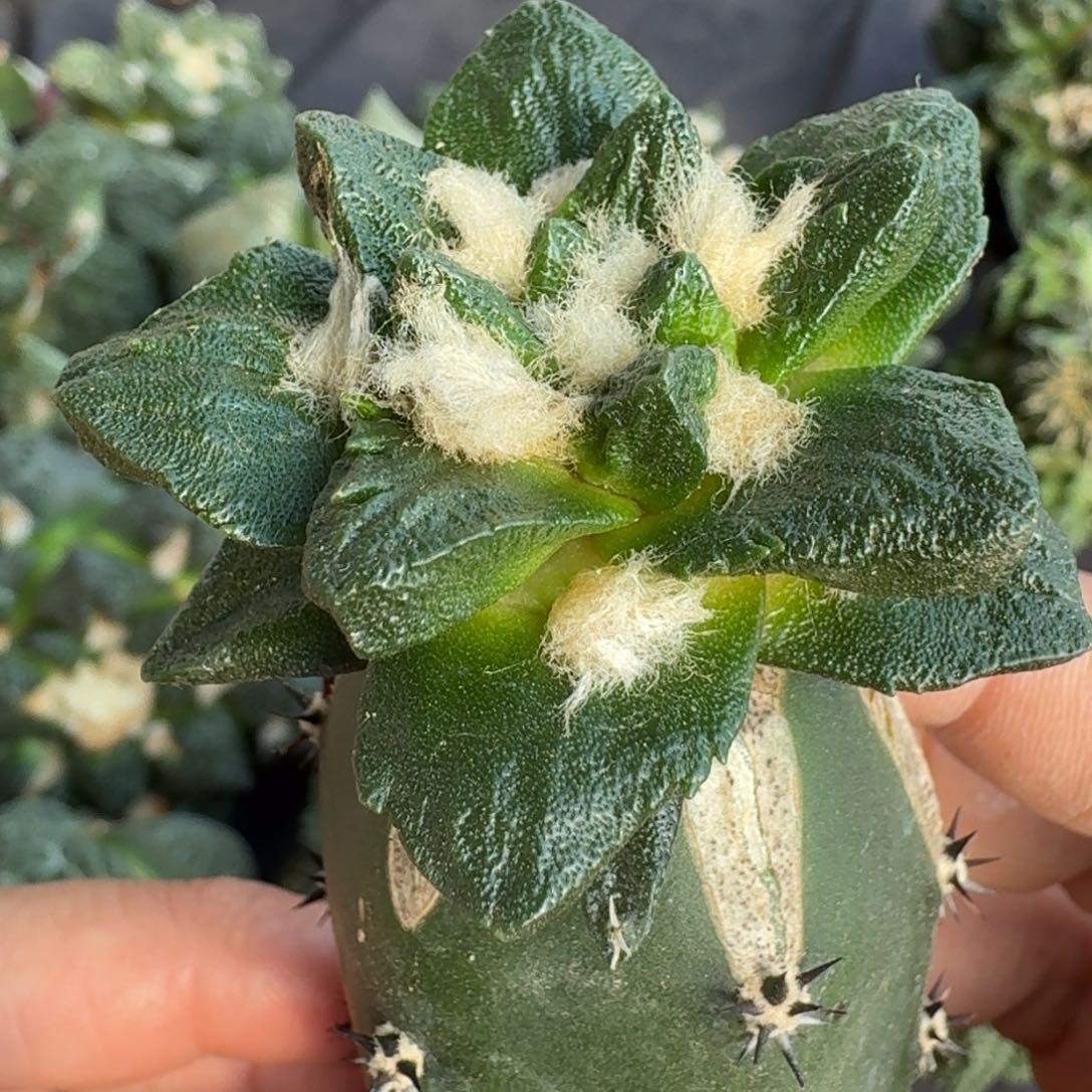 【闪购商品】大尤龙角579