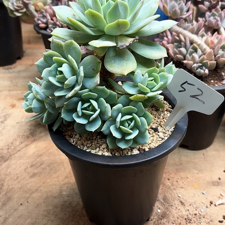 多肉植物，恋曲52号