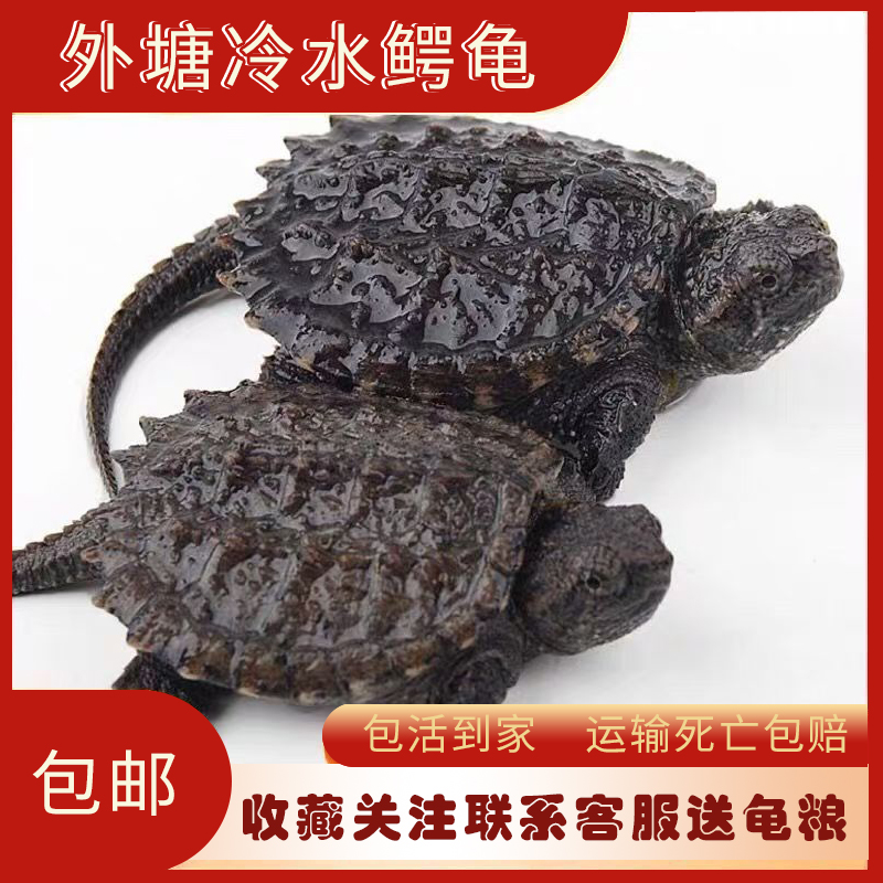 北美鳄龟黑壳杂佛乌龟活物宠物龟观赏情侣爆刺鳄鱼龟鳄龟活体包邮