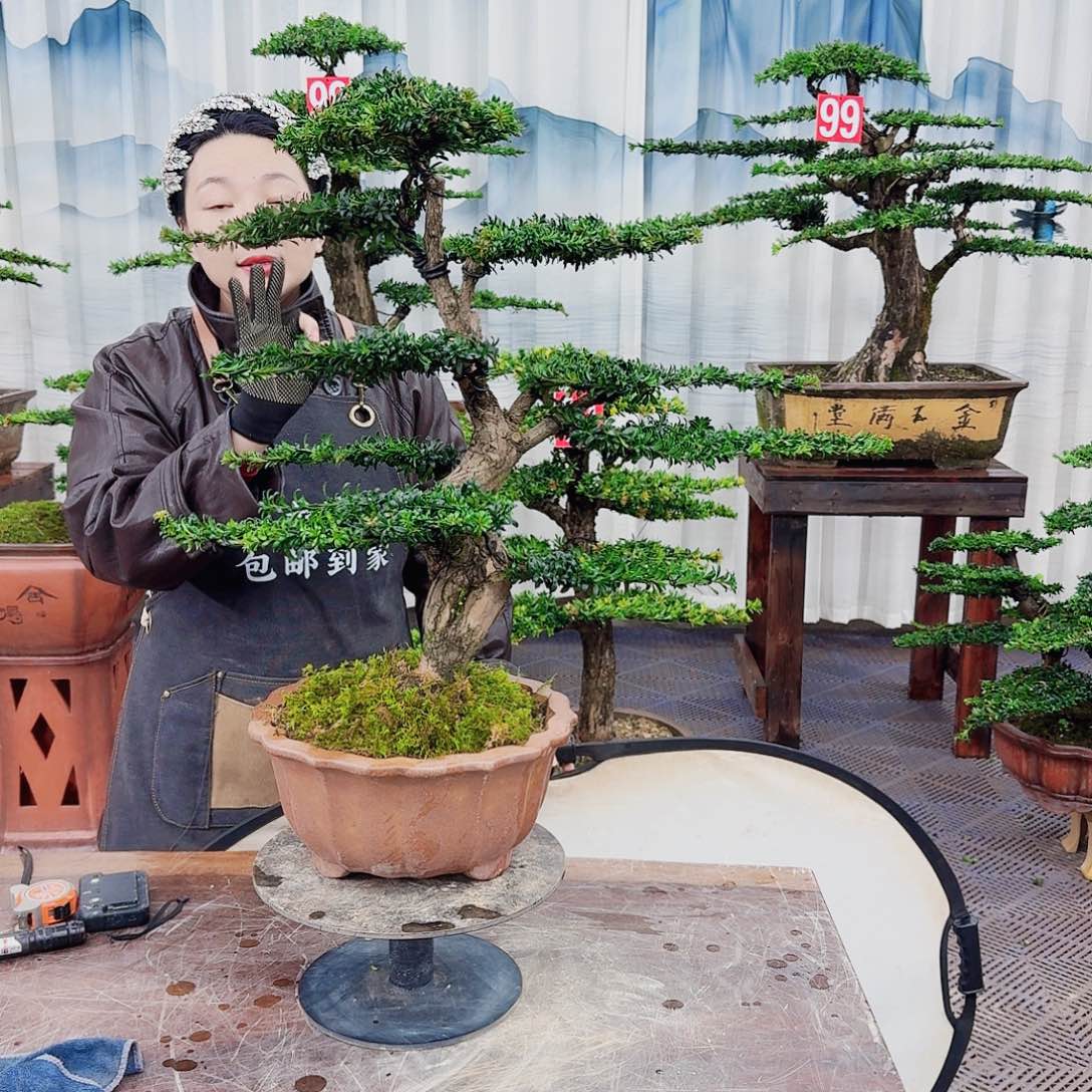 无花朵罗汉松一物一拍888