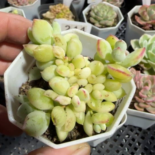 235达摩锦一物一拍多肉