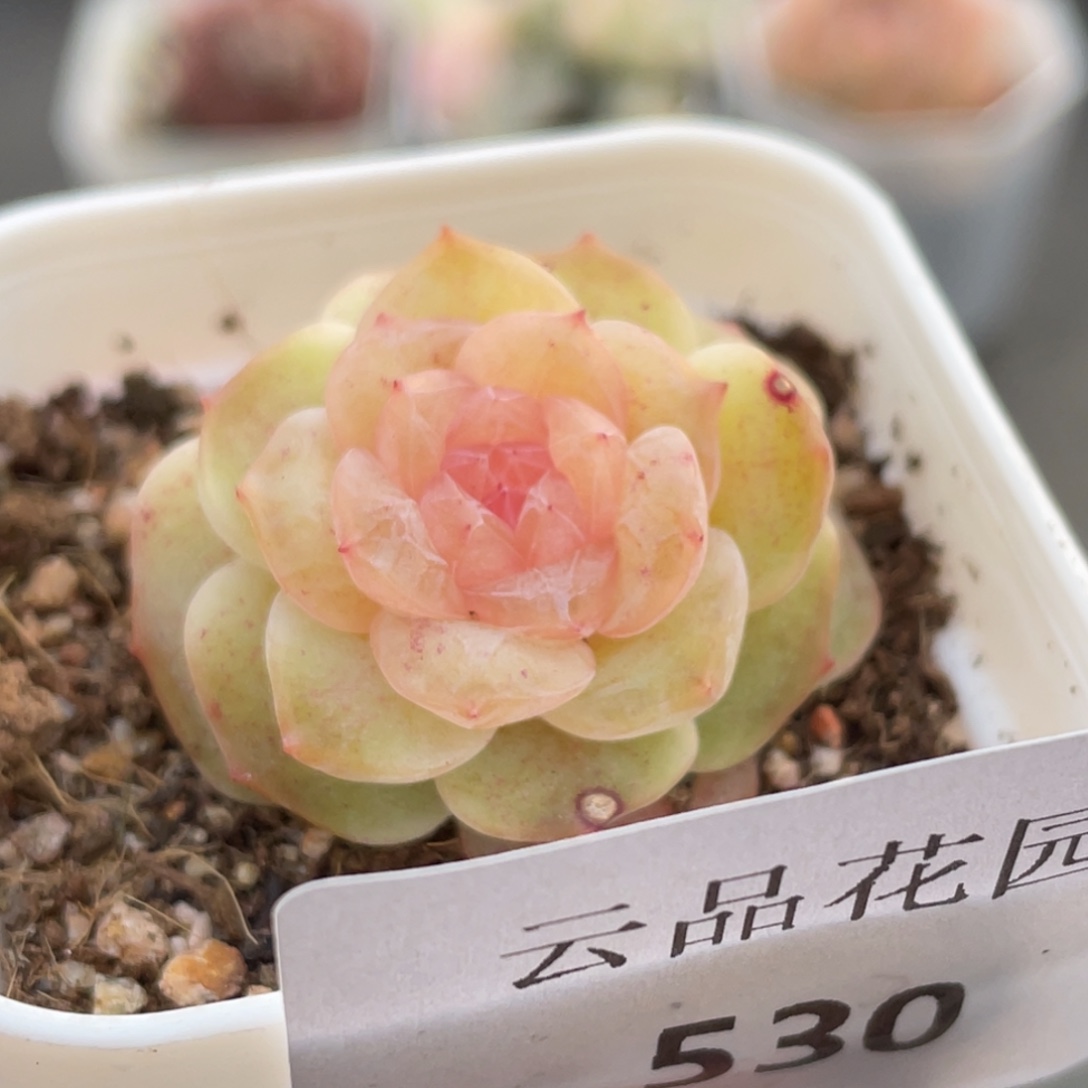 530号糖心冰心珍妮 福