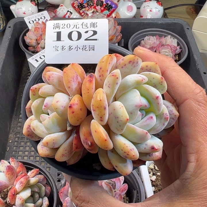 梦露双头一物一拍多肉满20包邮