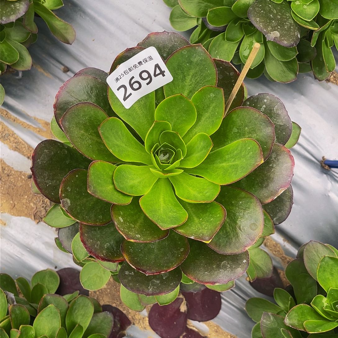 2694媚金玫瑰手捧多肉植物