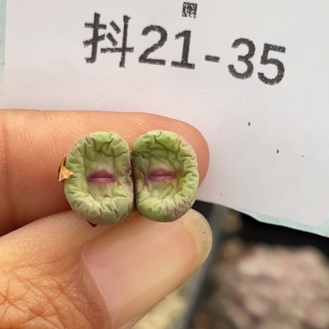21-35嘴多肉植物肉锥