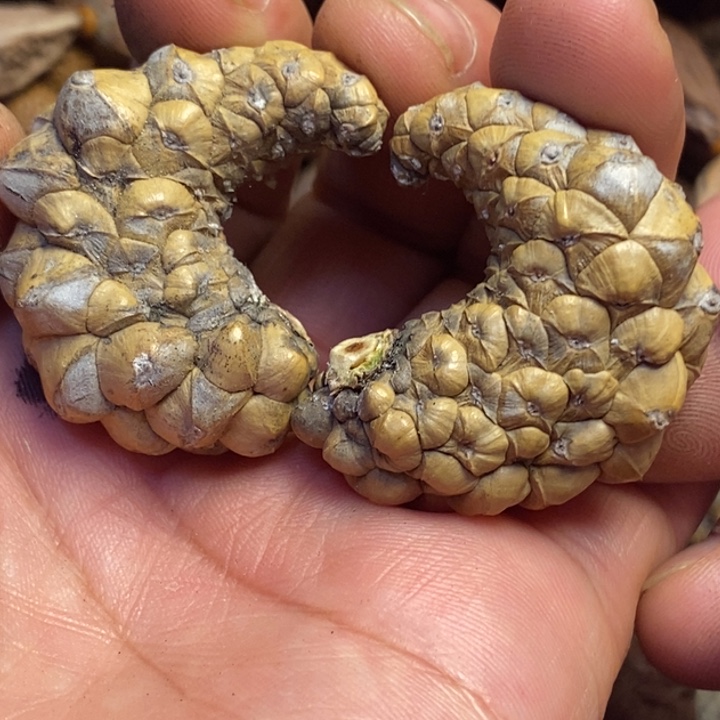 文玩核桃吊坠东北特产46