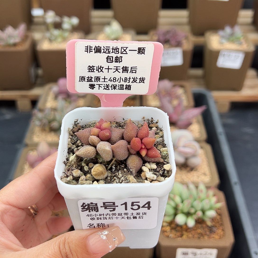 154小辣椒多肉植物