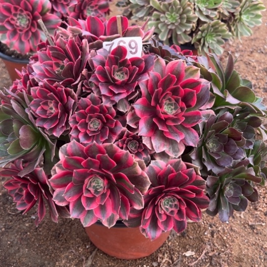 769女妖多肉植物花盆