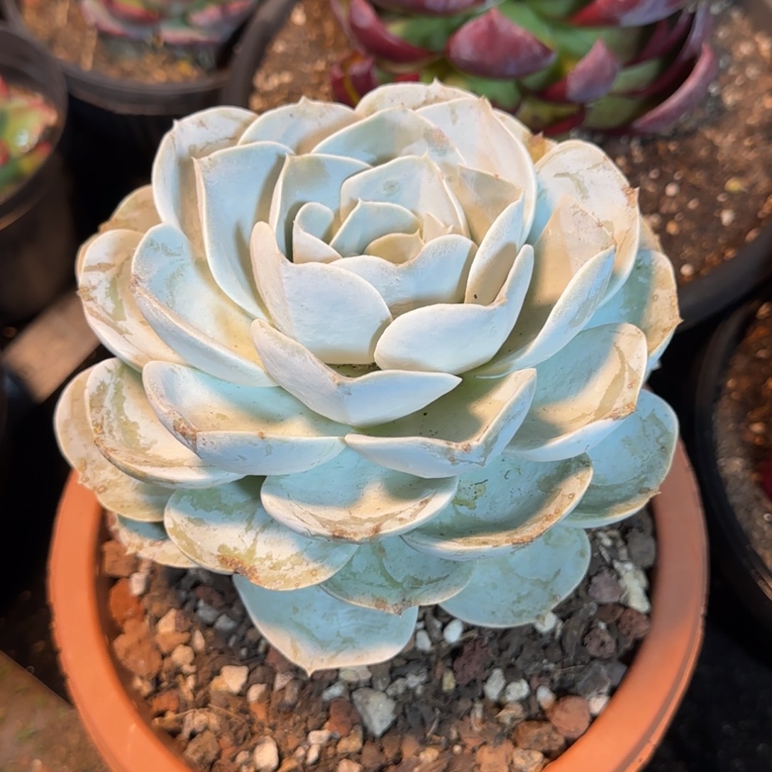 一***吨圣卡一物一拍包装收缩花旱