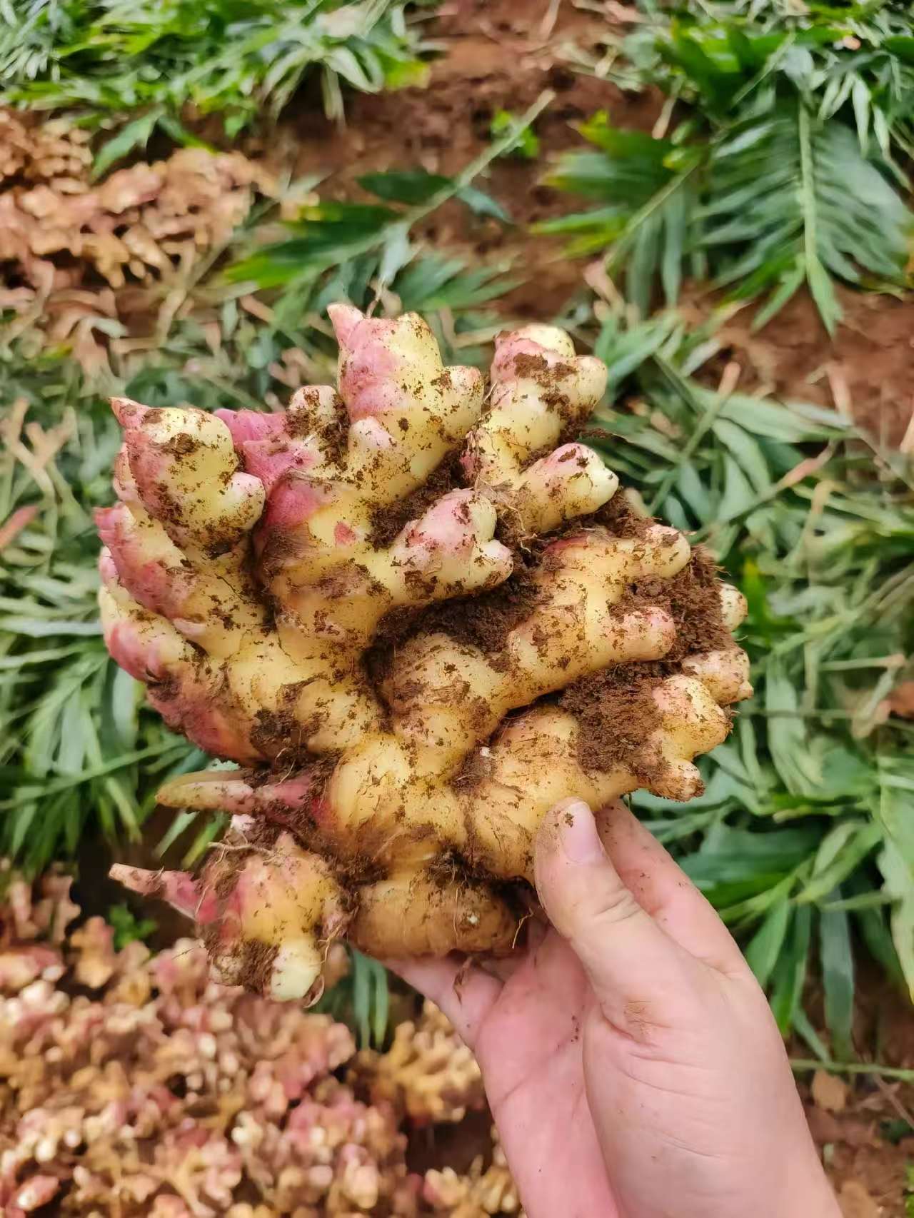 云南罗平优质小黄姜