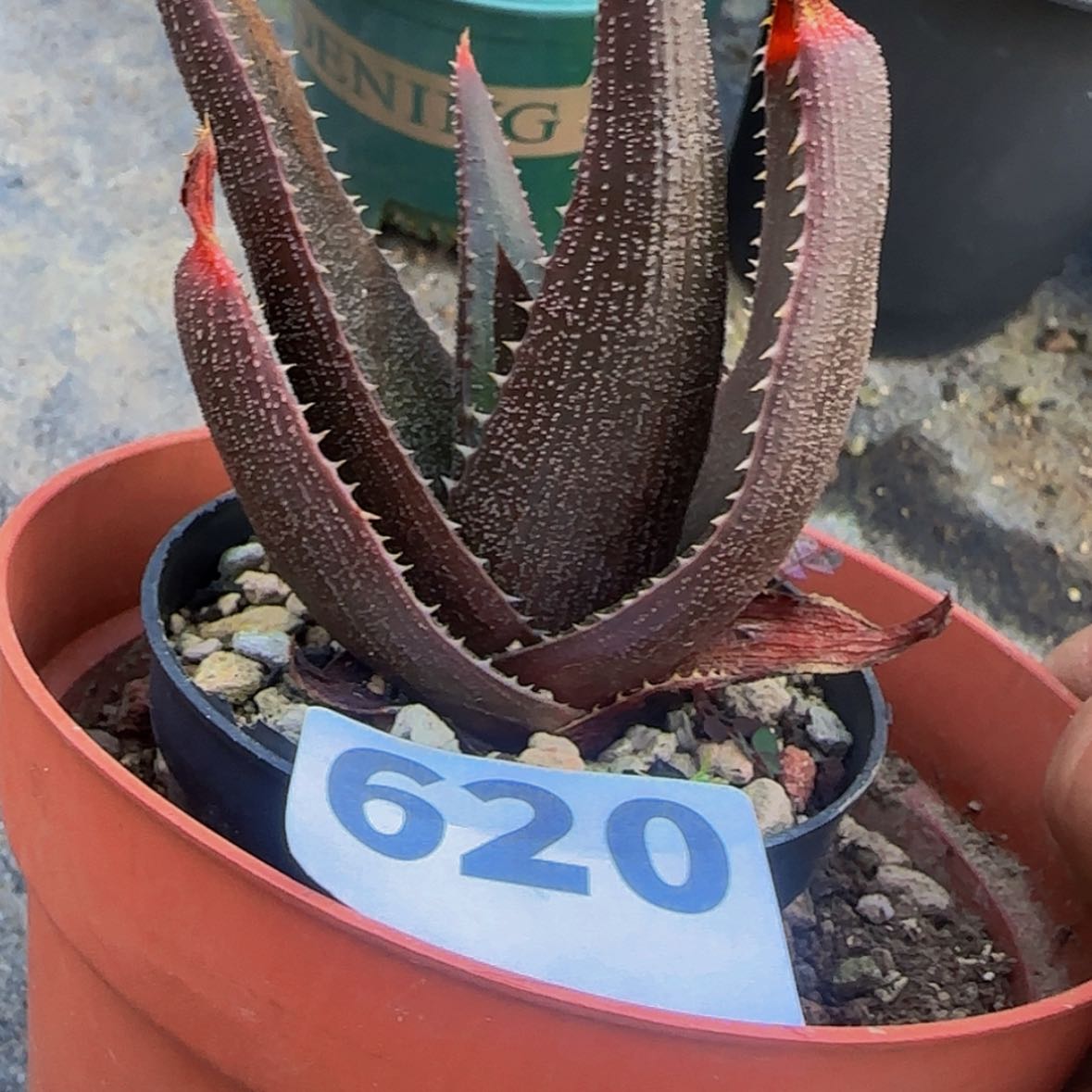 【闪购商品】天*块根植物