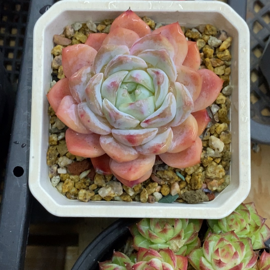 精品多肉一物一拍不包整335