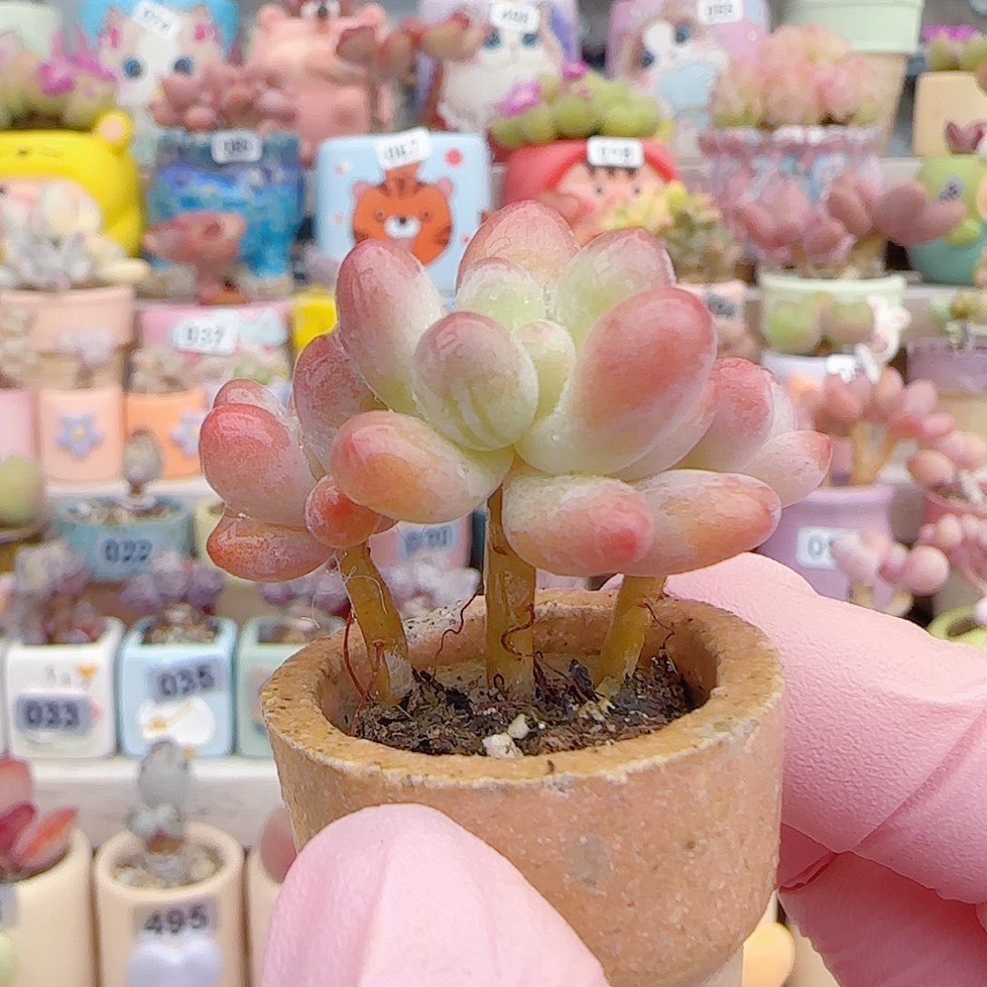 L 樱花奶 盆口2.5cm