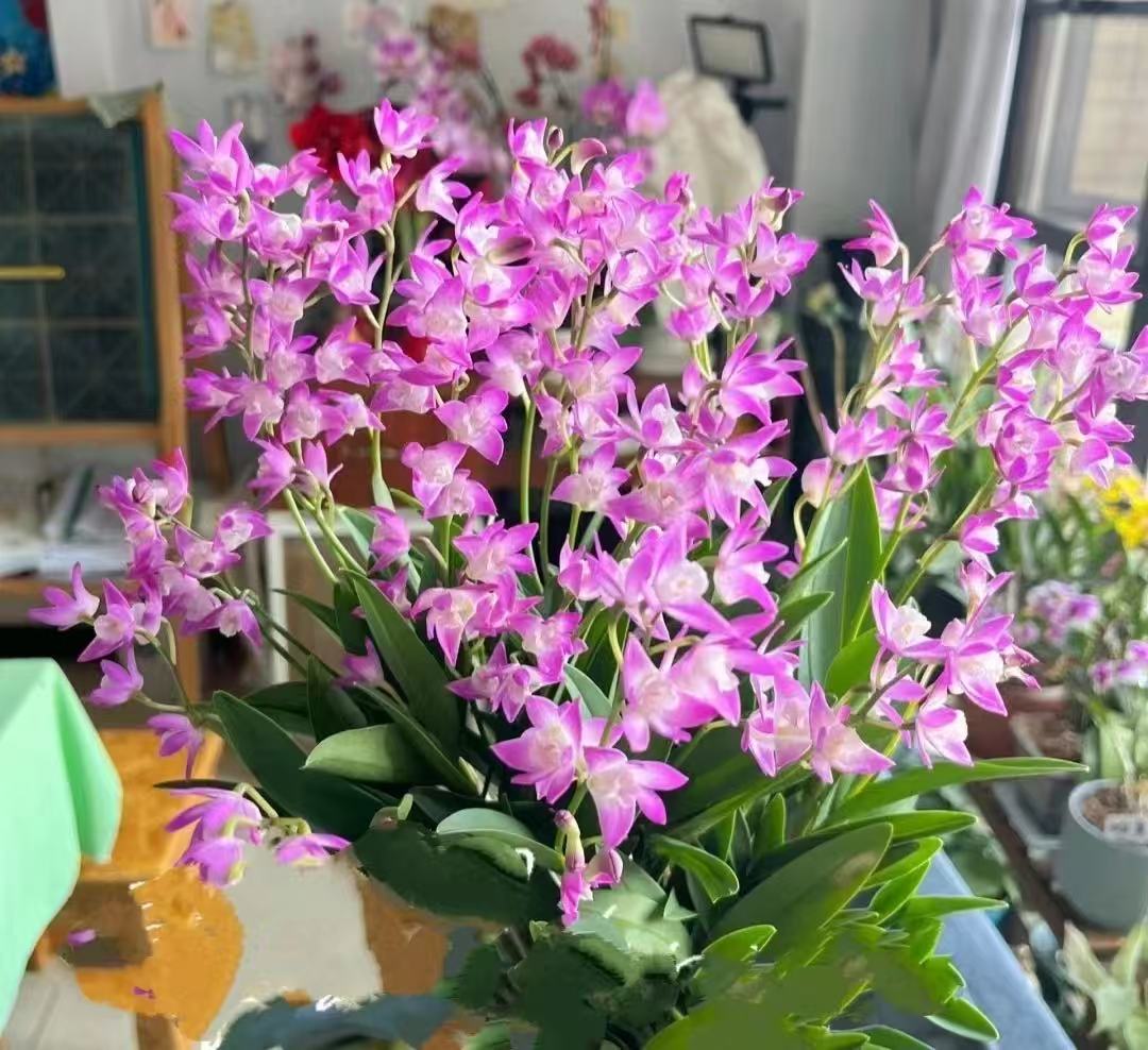 大澳洲香水石斛兰大盆发货