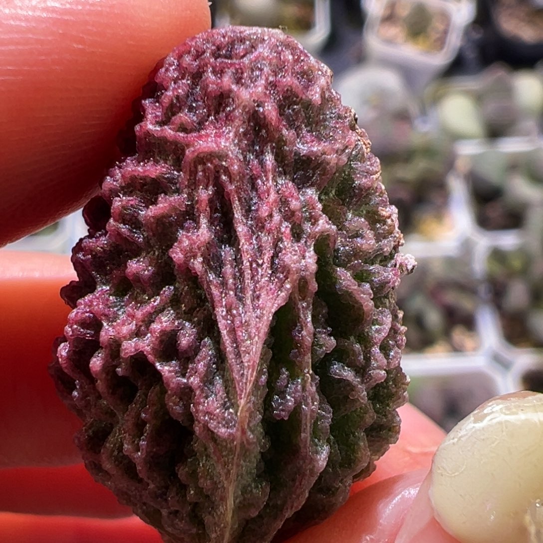 香樟琳叶子多肉植物水泡