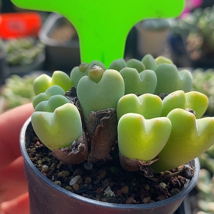 今天下午就回来的时候5022